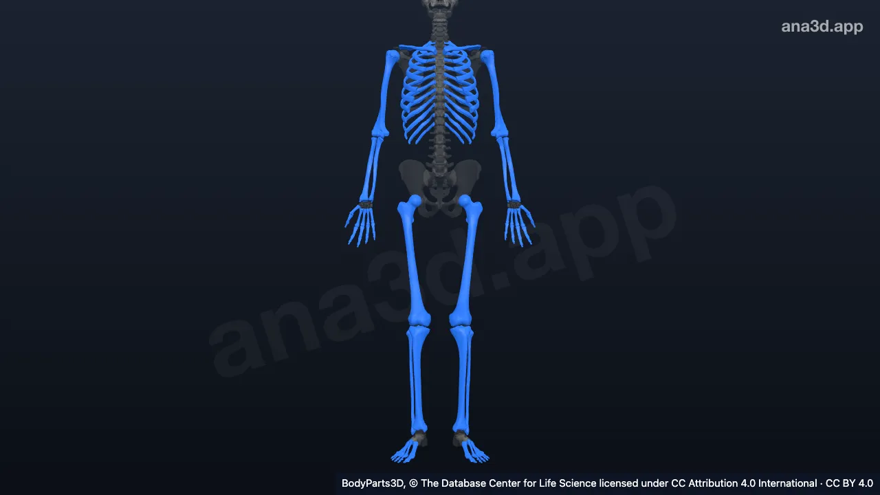 Modèle 3D : os long