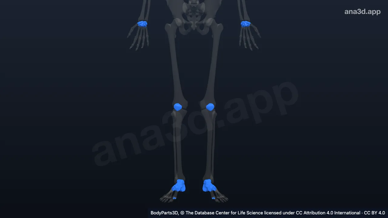3D model: short bone