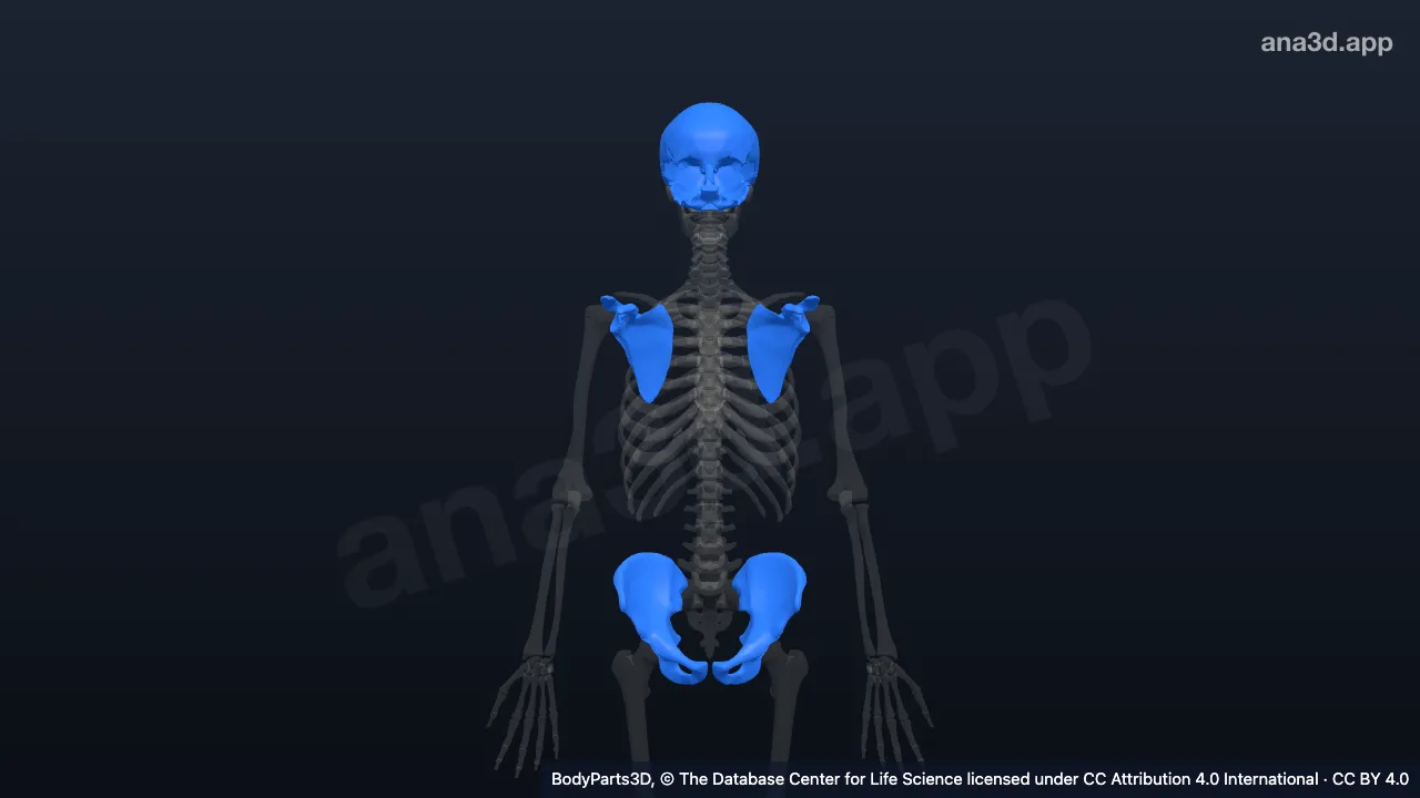 3D model: flat bone