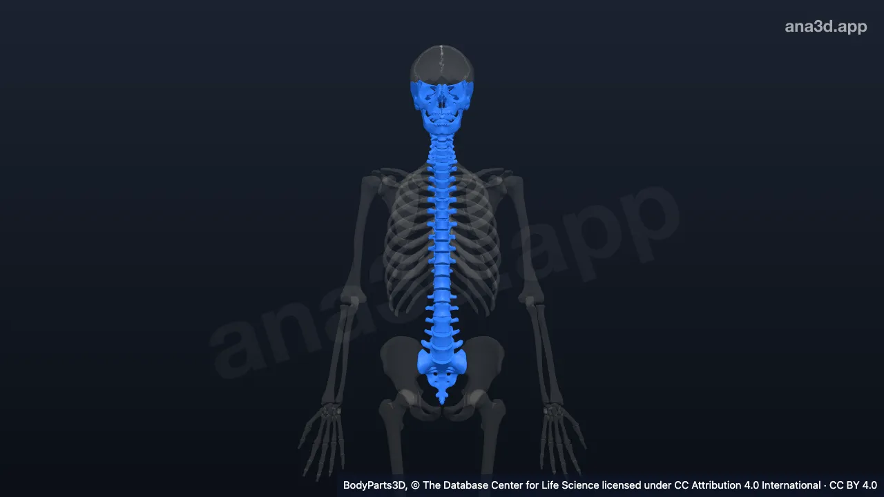 3D model: irregular bone