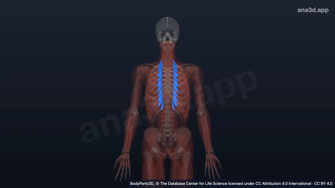 Modèle 3D : musculature du thorax