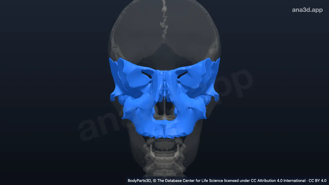 Modèle 3D : os pneumatique