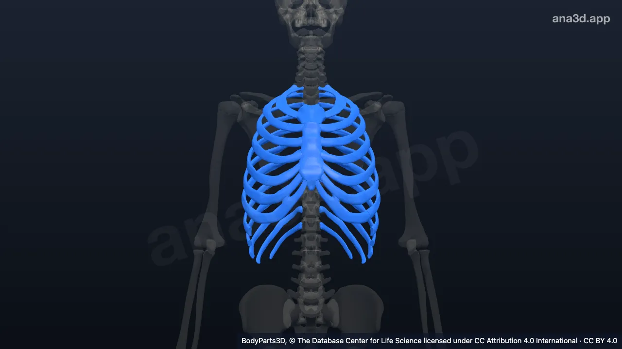 3D-Modell: Brustkorb