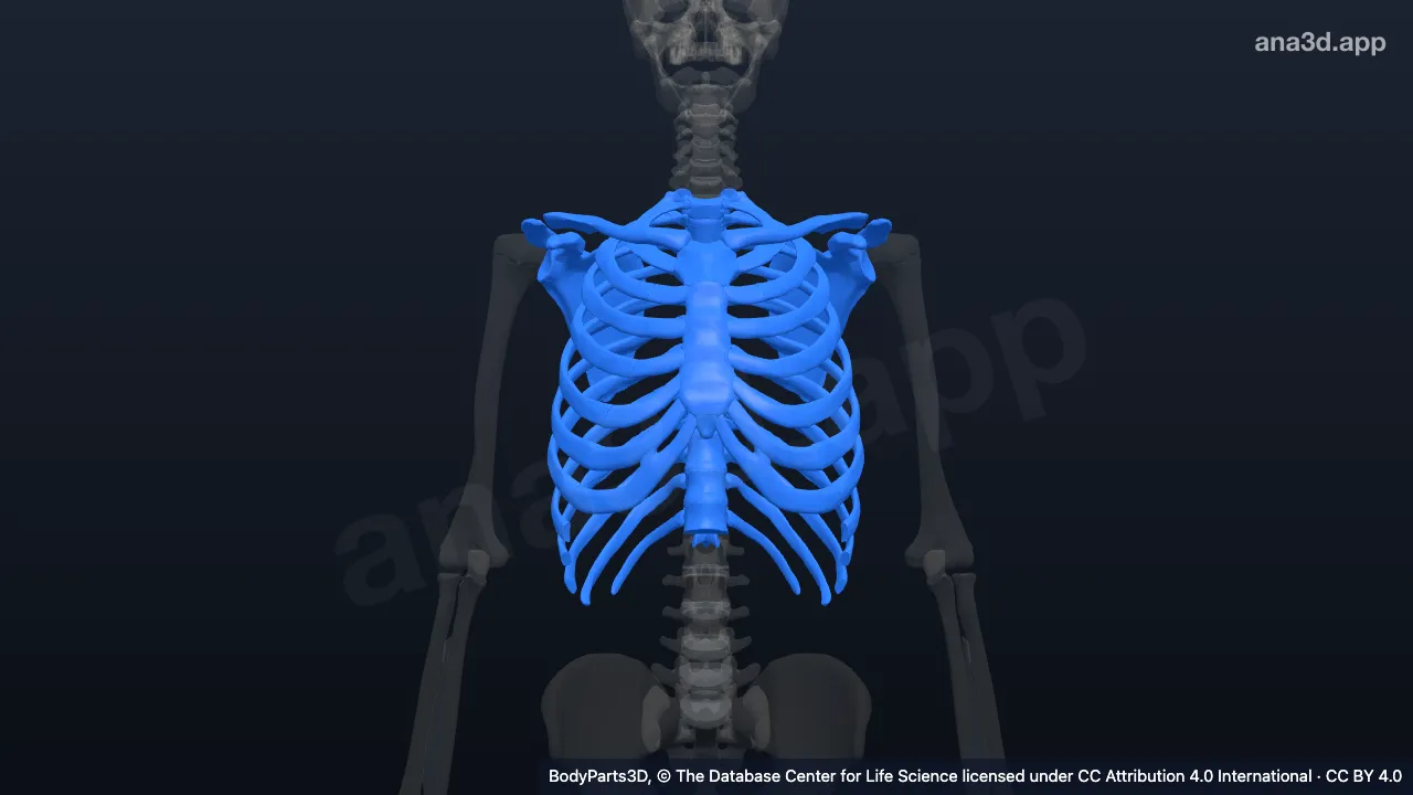 Model 3D: Sistem rangka toraks