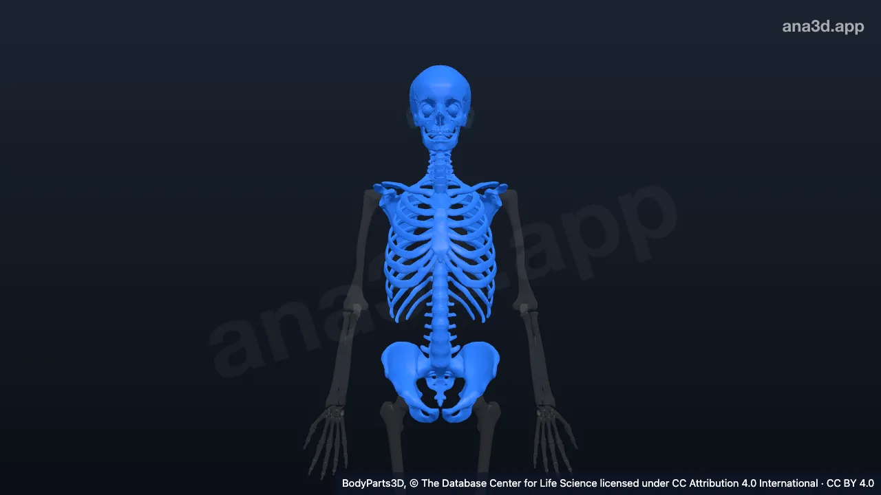3D model: musculoskeletal system