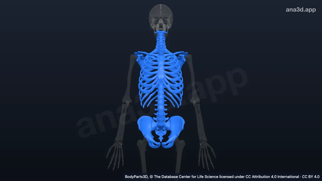 3D model: axial skeletal system