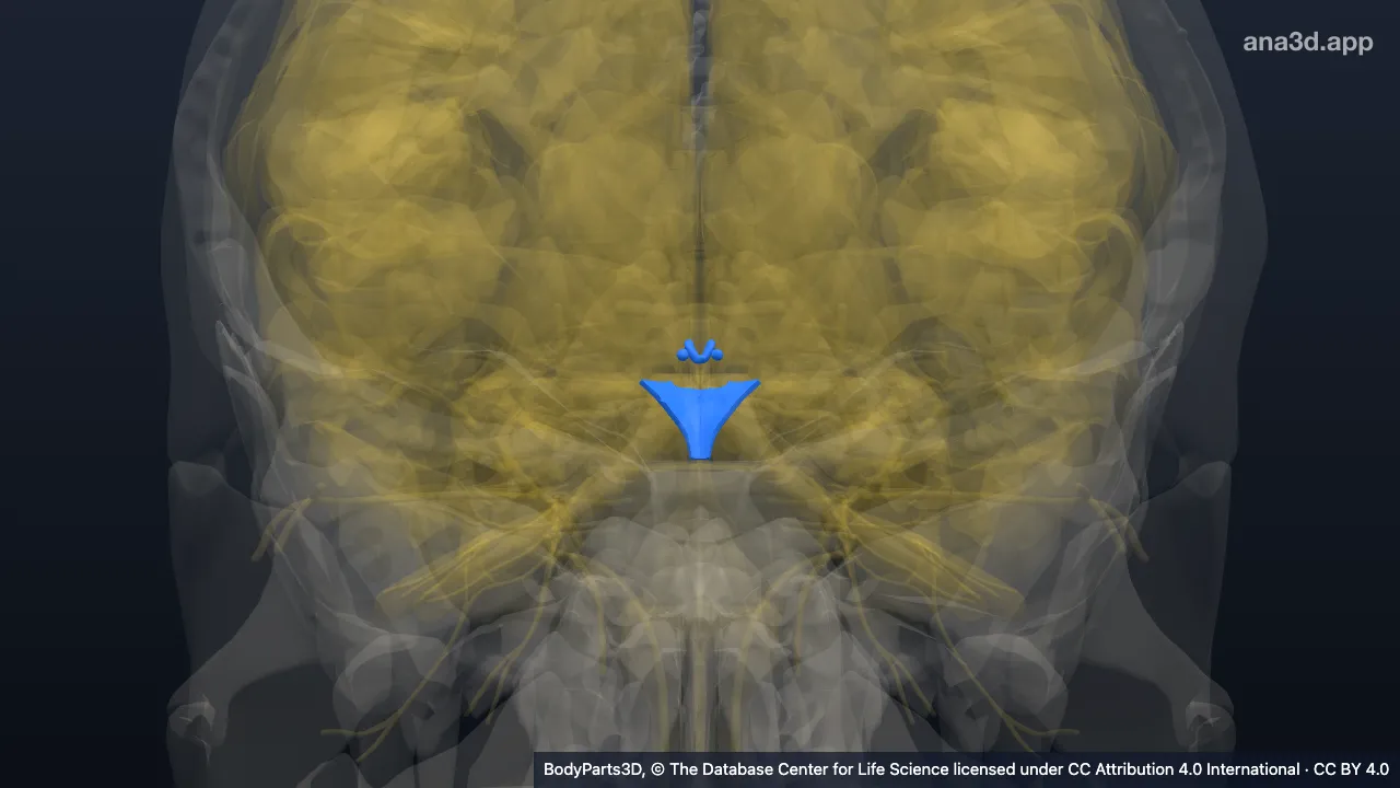 3D model: zone of diencephalon