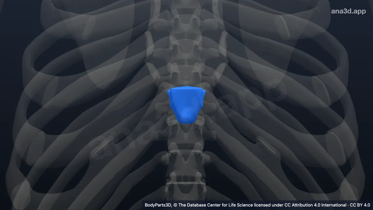3D model: xiphoid process