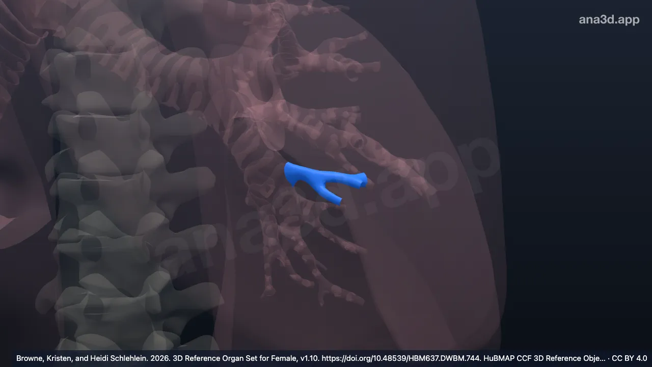 Modèle 3D : Bronche segmentaire basale médiale gauche