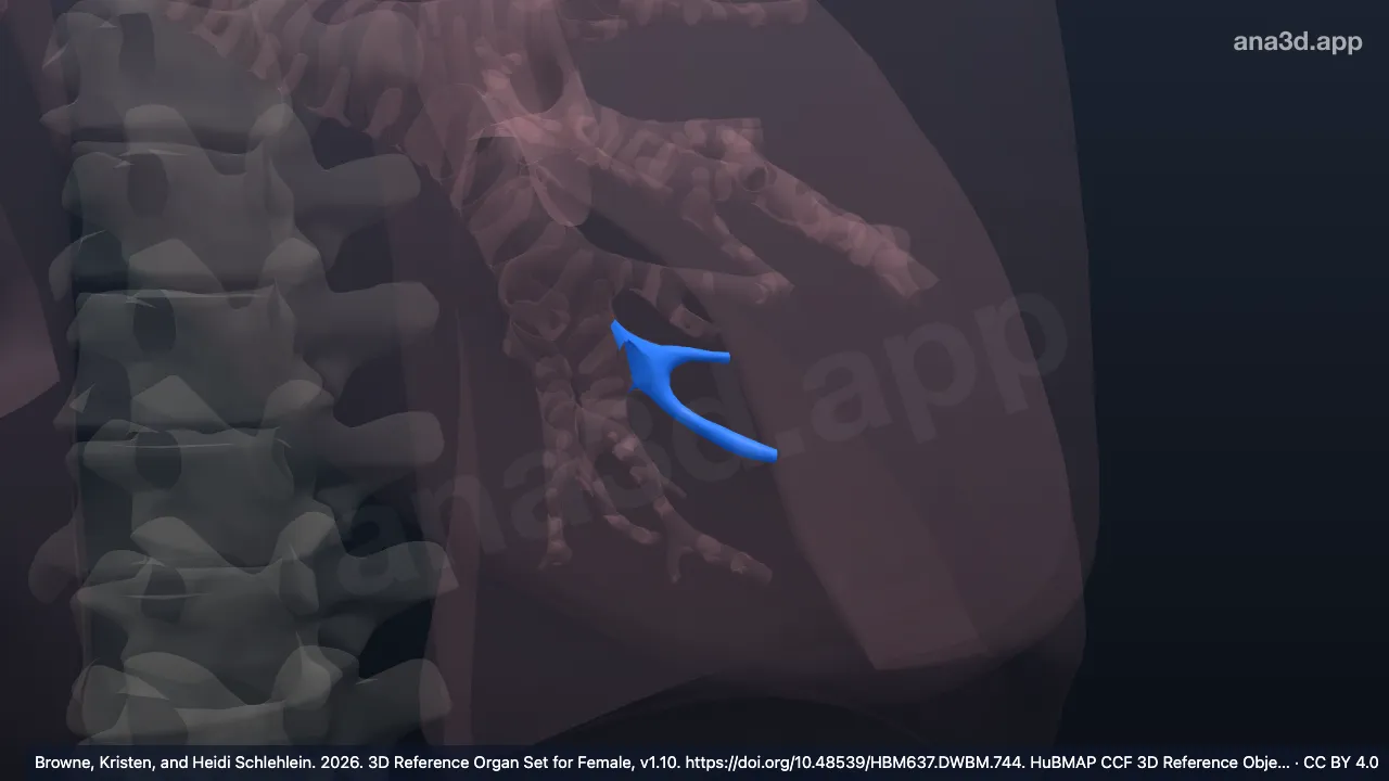 Modèle 3D : Bronche segmentaire basale antérieure gauche