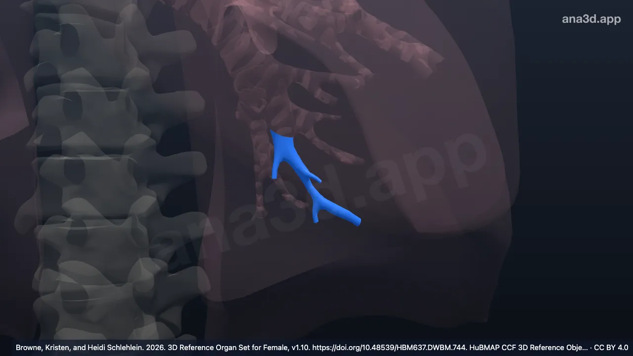 3D-Modell: Linker Bronchus segmentalis basalis lateralis