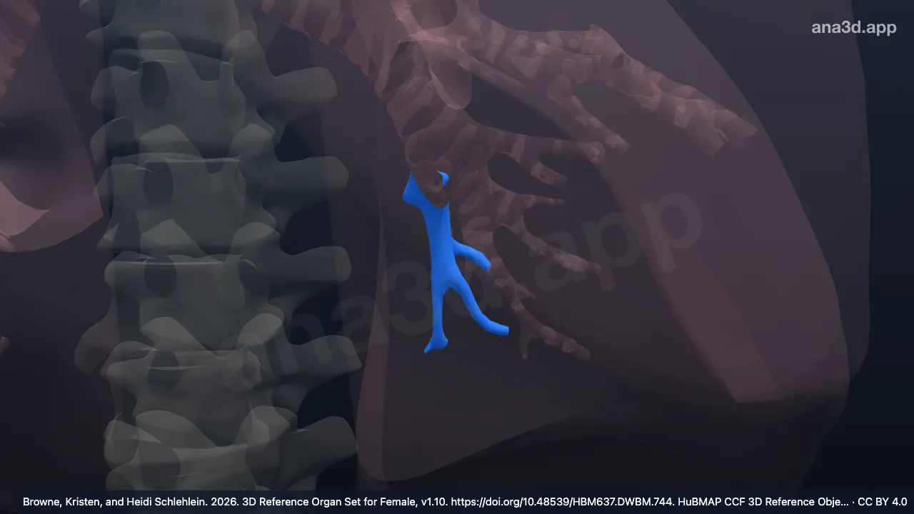 3D-Modell: Linker Bronchus segmentalis basalis posterior