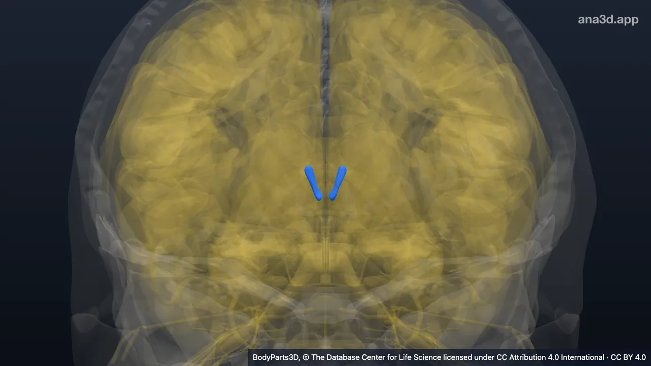 3D model: interventricular foramen