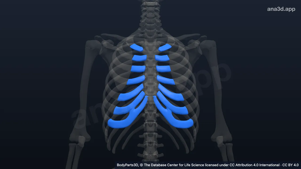 Modelo 3D: Componente de órgano cartilaginoso