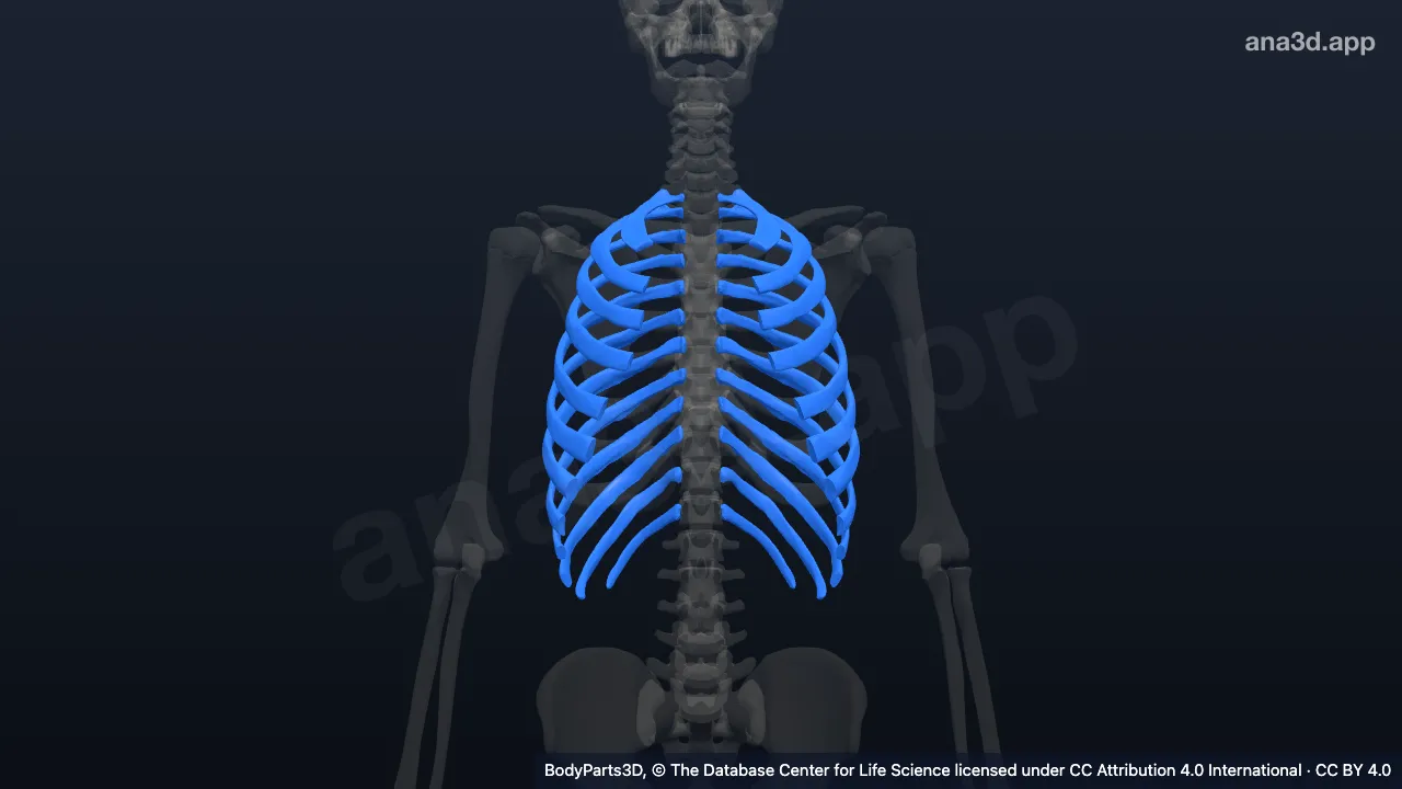 Rib: anatomy, location and function