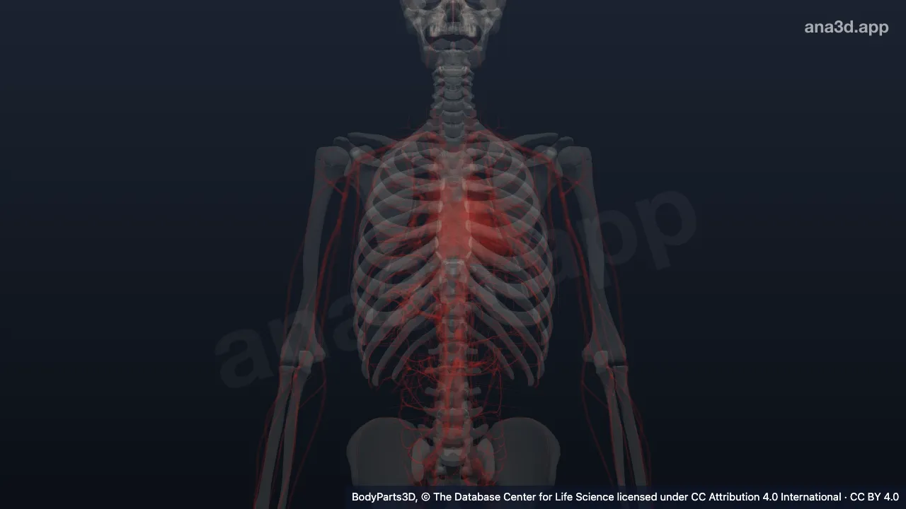 Modelo 3D: Tronco de rama de la arteria carótida interna