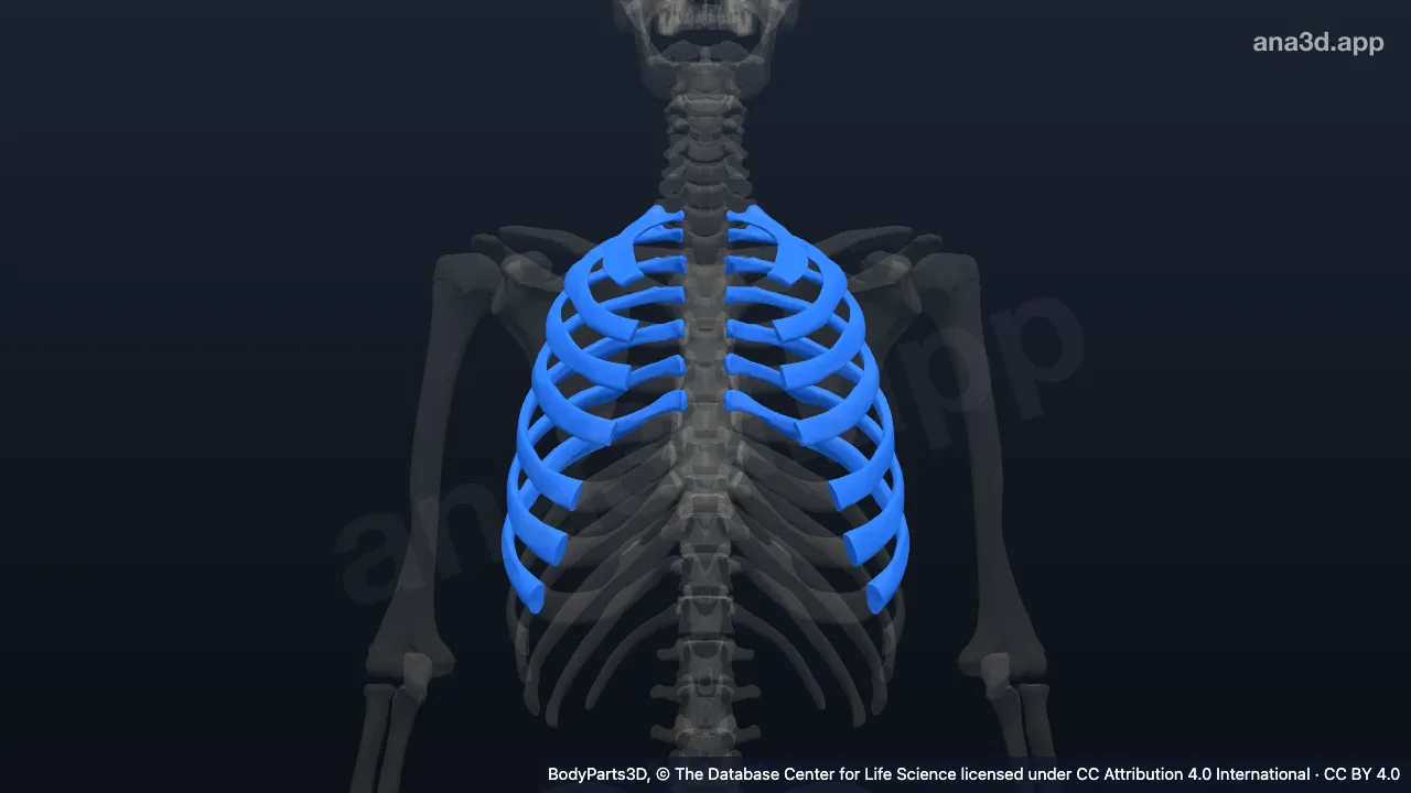 Modelo 3D: Costilla verdadera