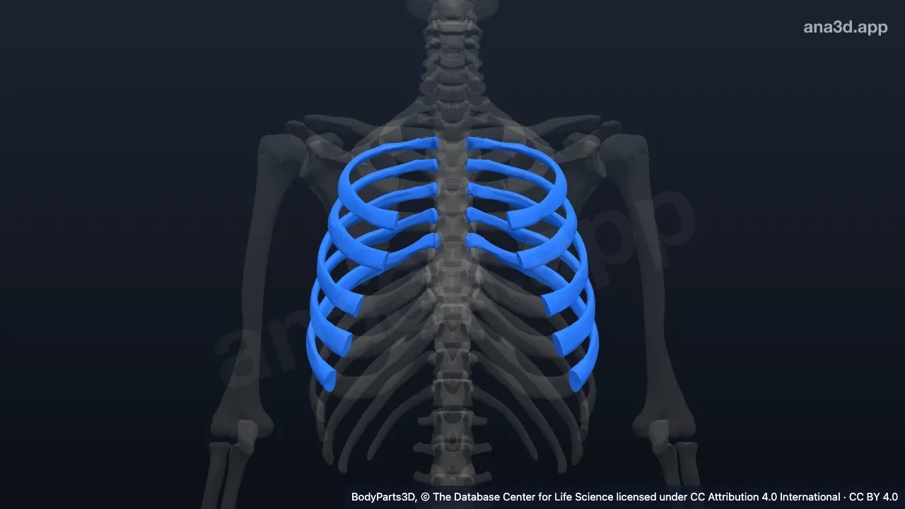 3D model: typical rib