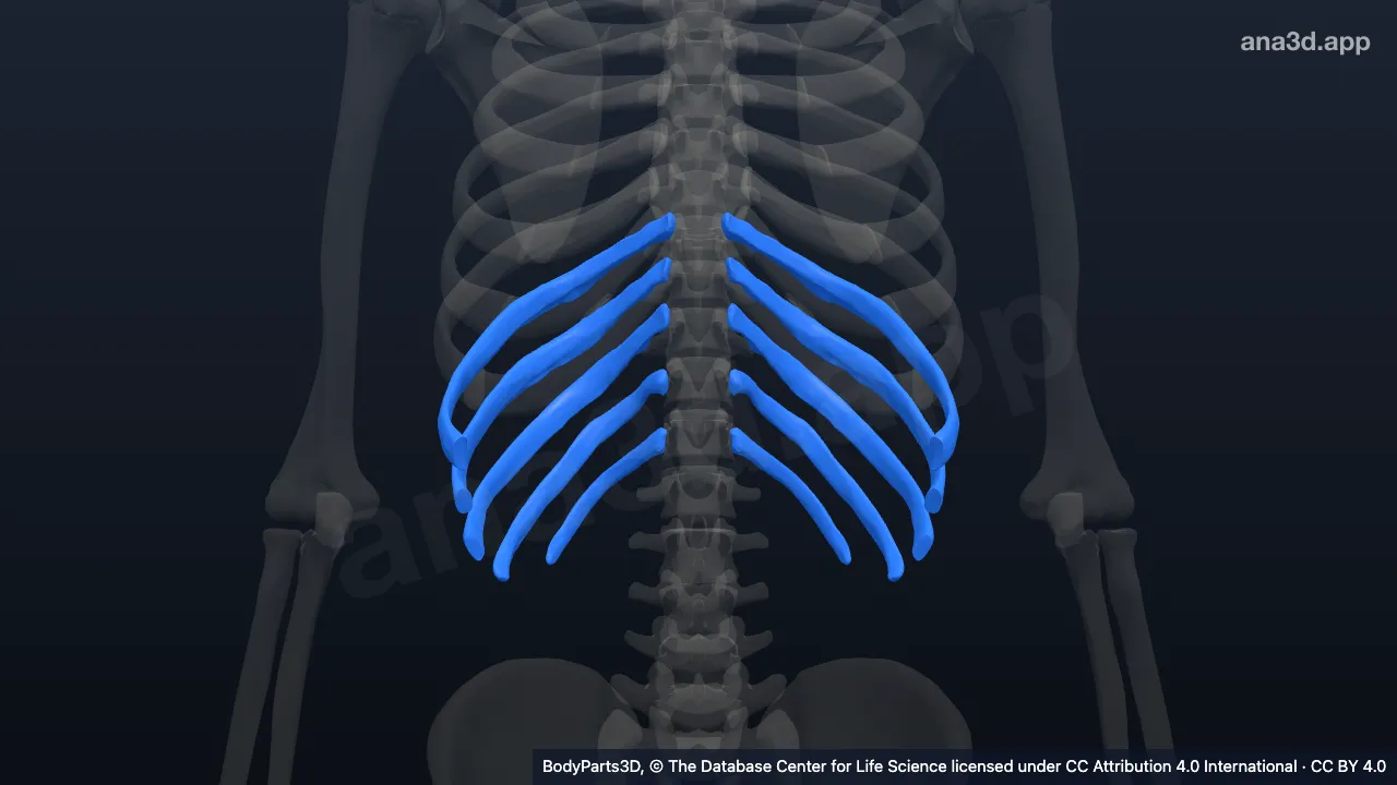 3D model: false rib