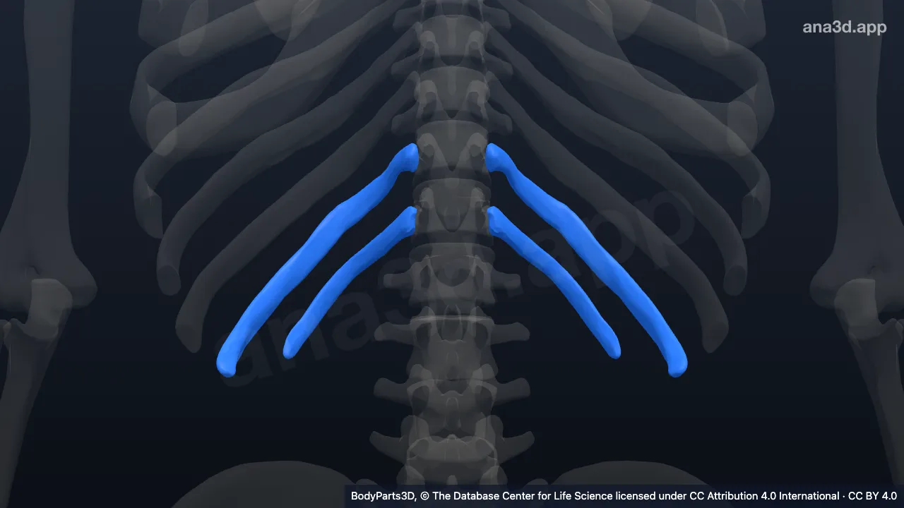 3D model: floating rib