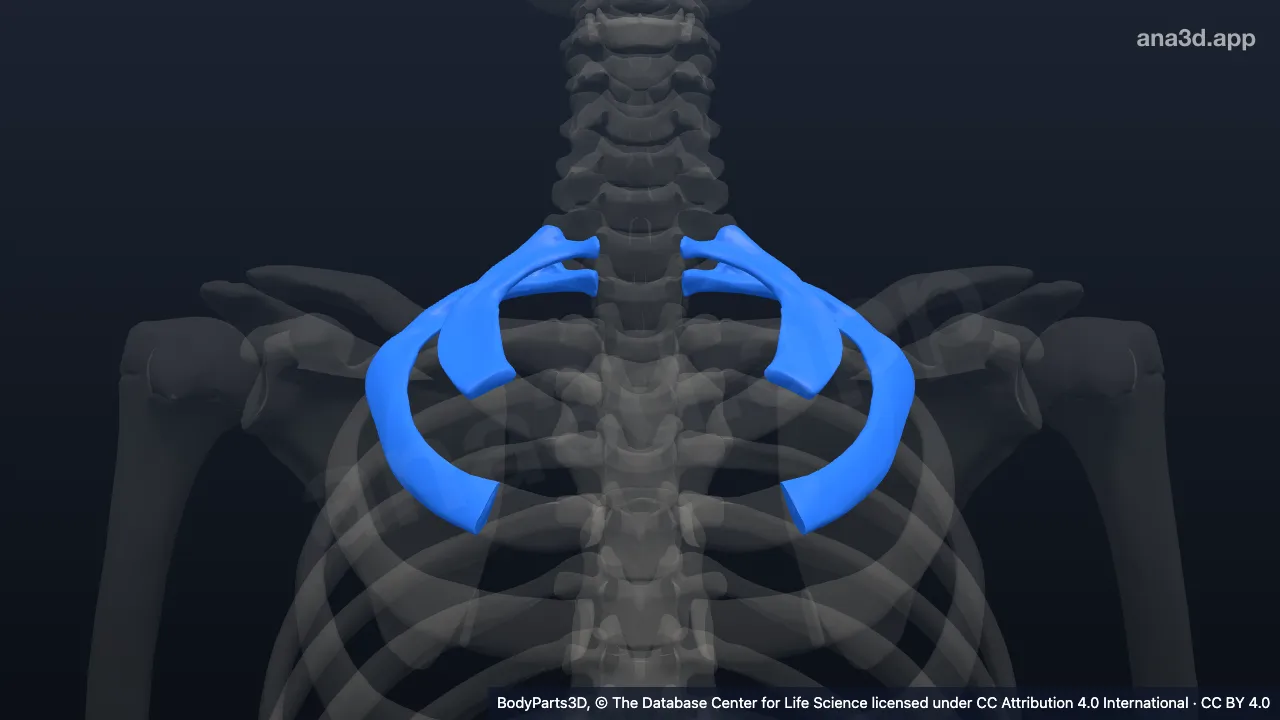 3D model: atypical rib