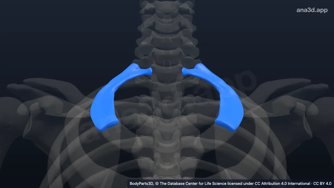 3D model: first rib