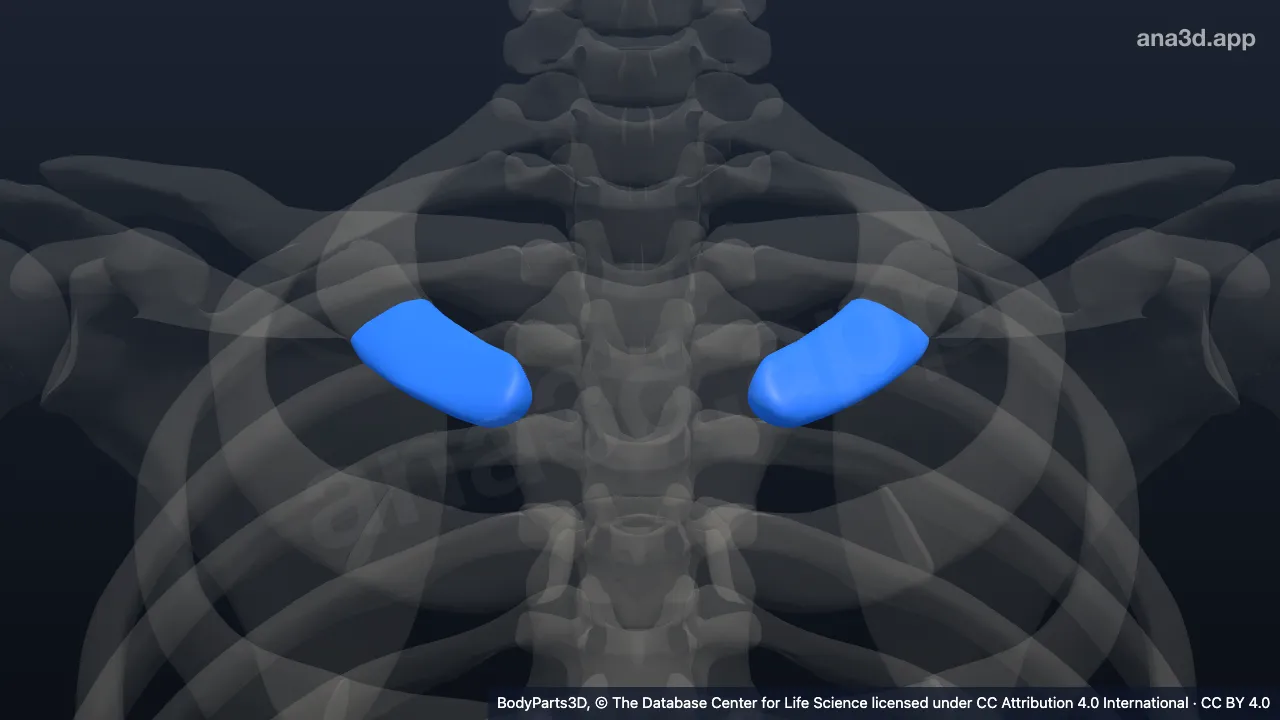 Mô hình 3D: Sụn sườn thứ nhất