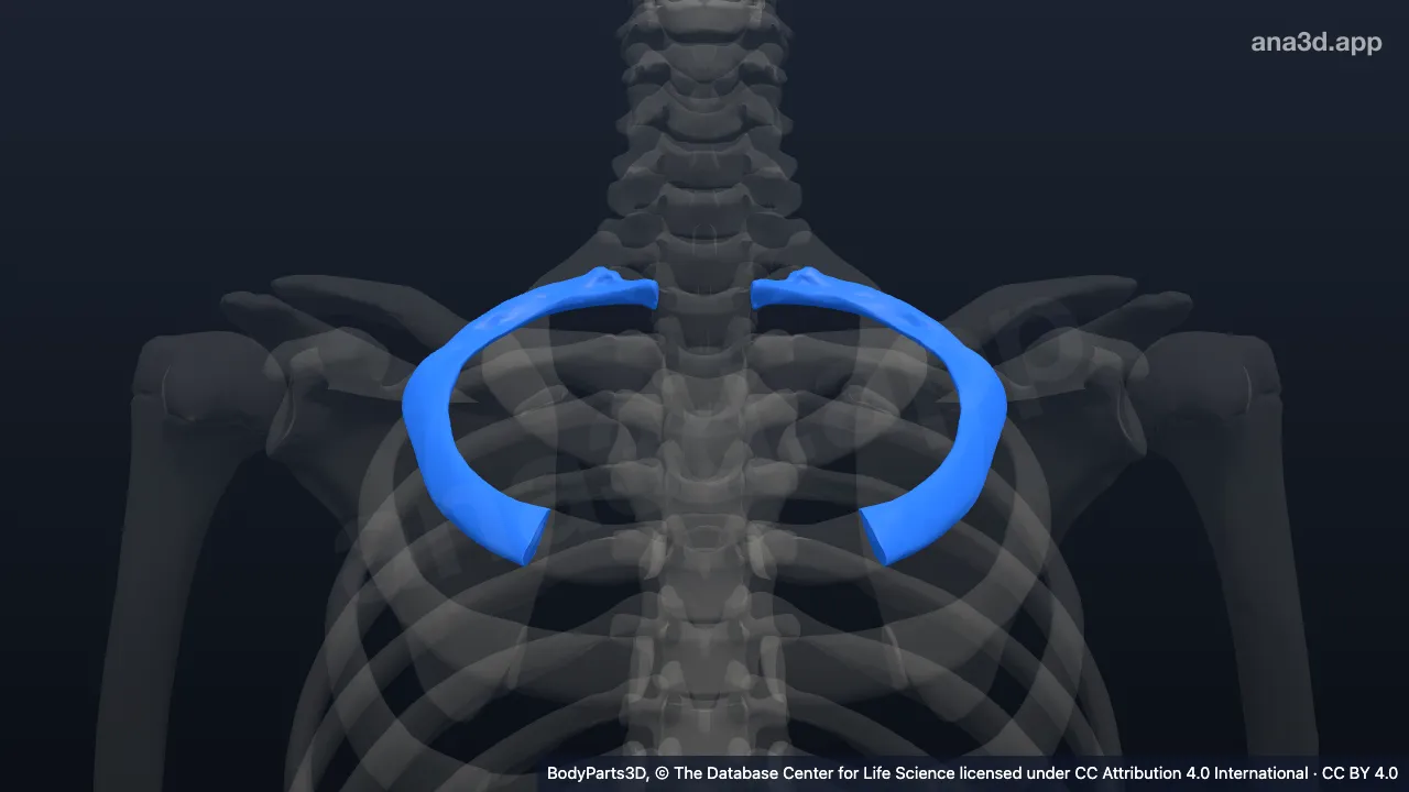 3D model: second rib