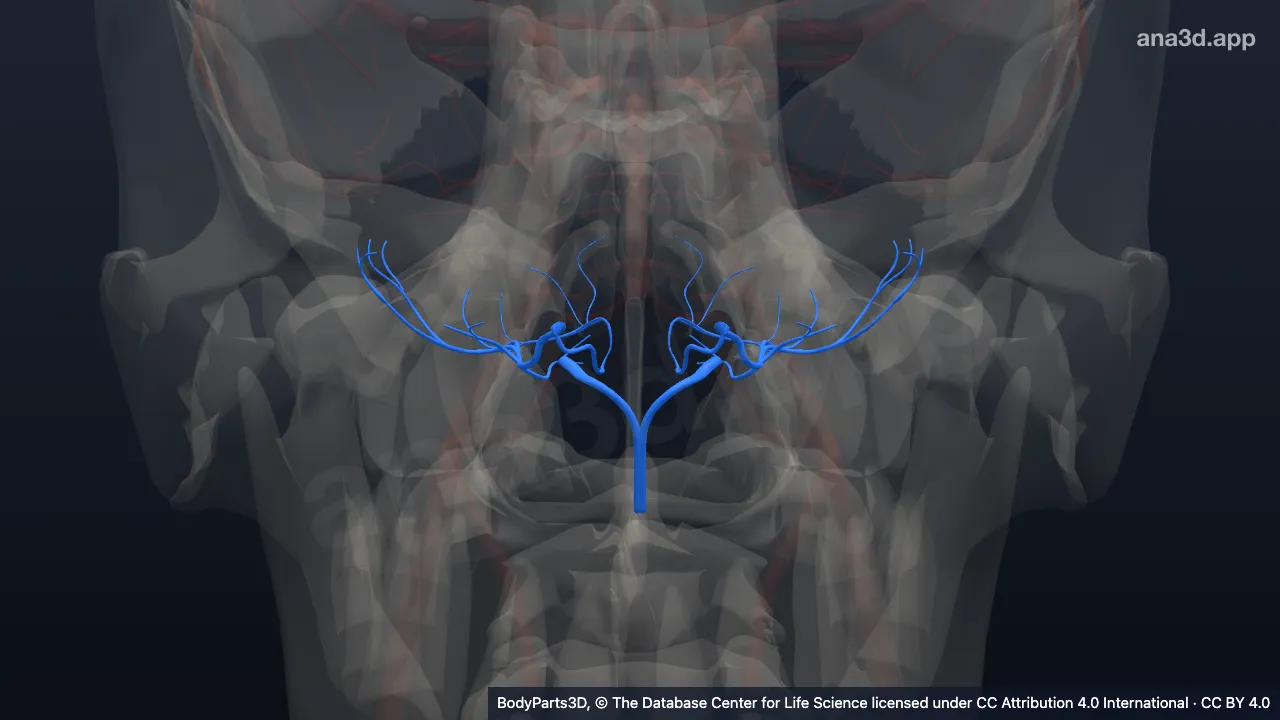3D-Modell: Intrakranieller Ast der Arteria vertebralis