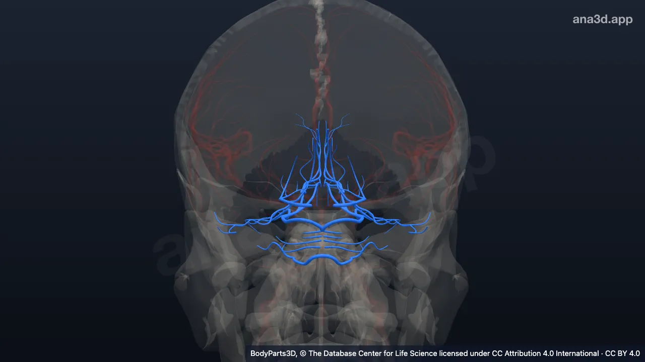 Model 3D: Cabang arteri basilaris