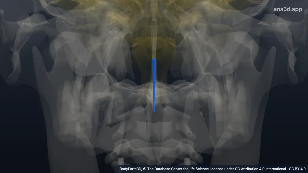 Spinal cord: anatomy, location and function