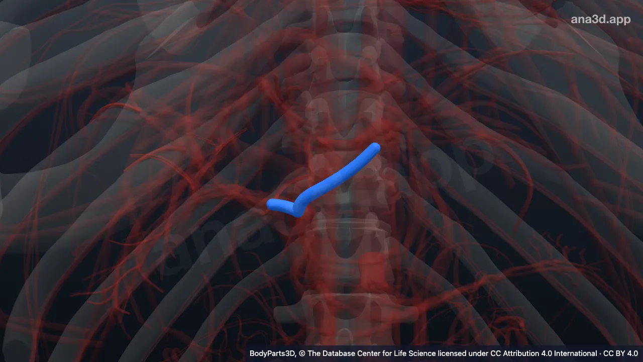 3D model: trunk of hepatic artery