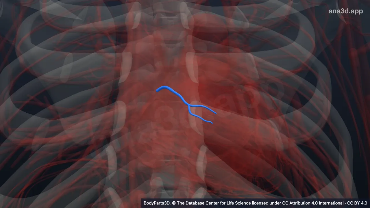 Modelo 3D: Vena cardíaca anterior