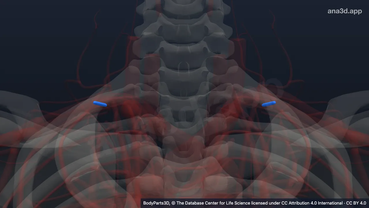 Modelo 3D: Arteria intercostal suprema