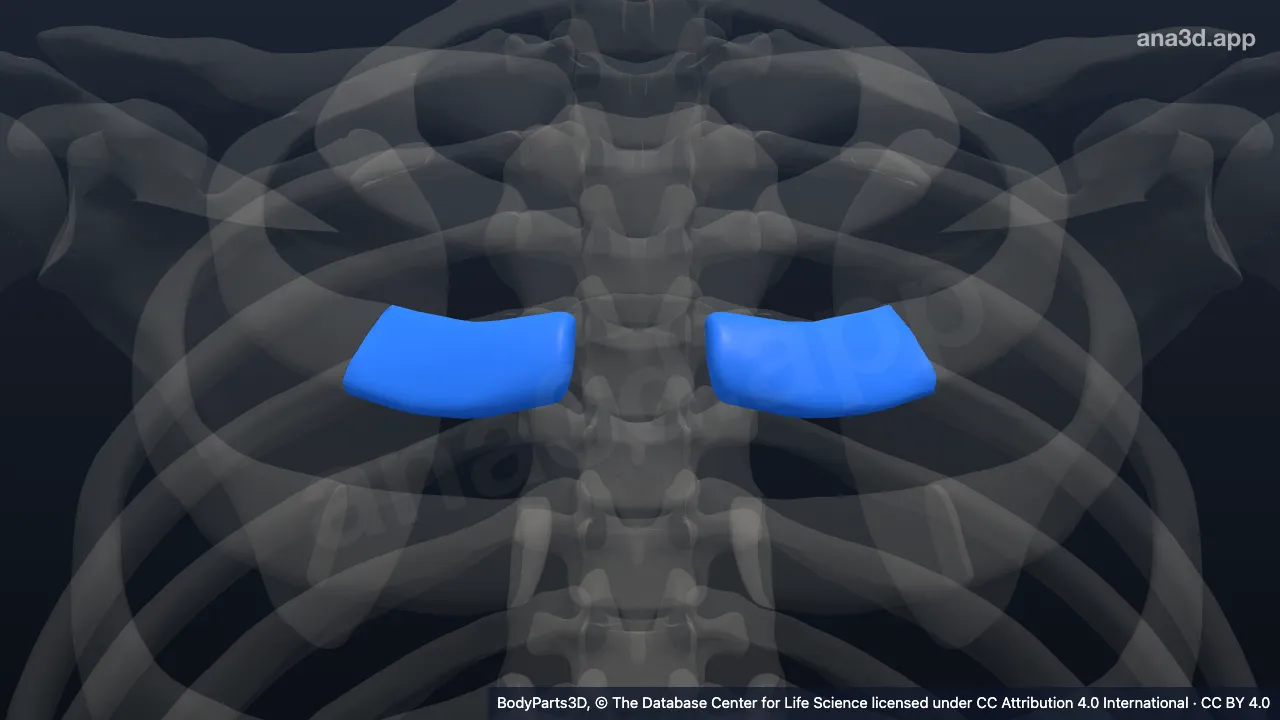 3D model: second costal cartilage