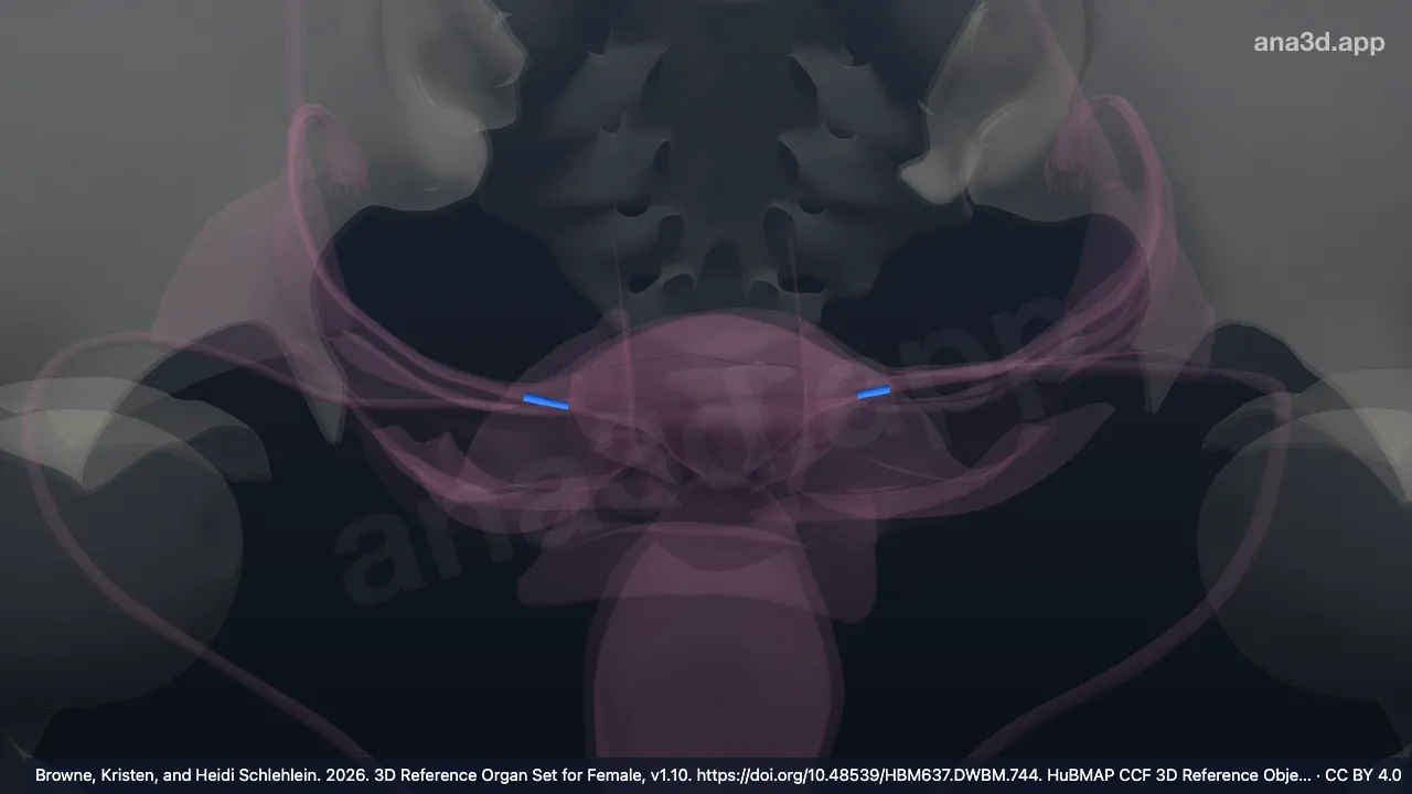 Modelo 3D: Orificio abdominal de la trompa uterina
