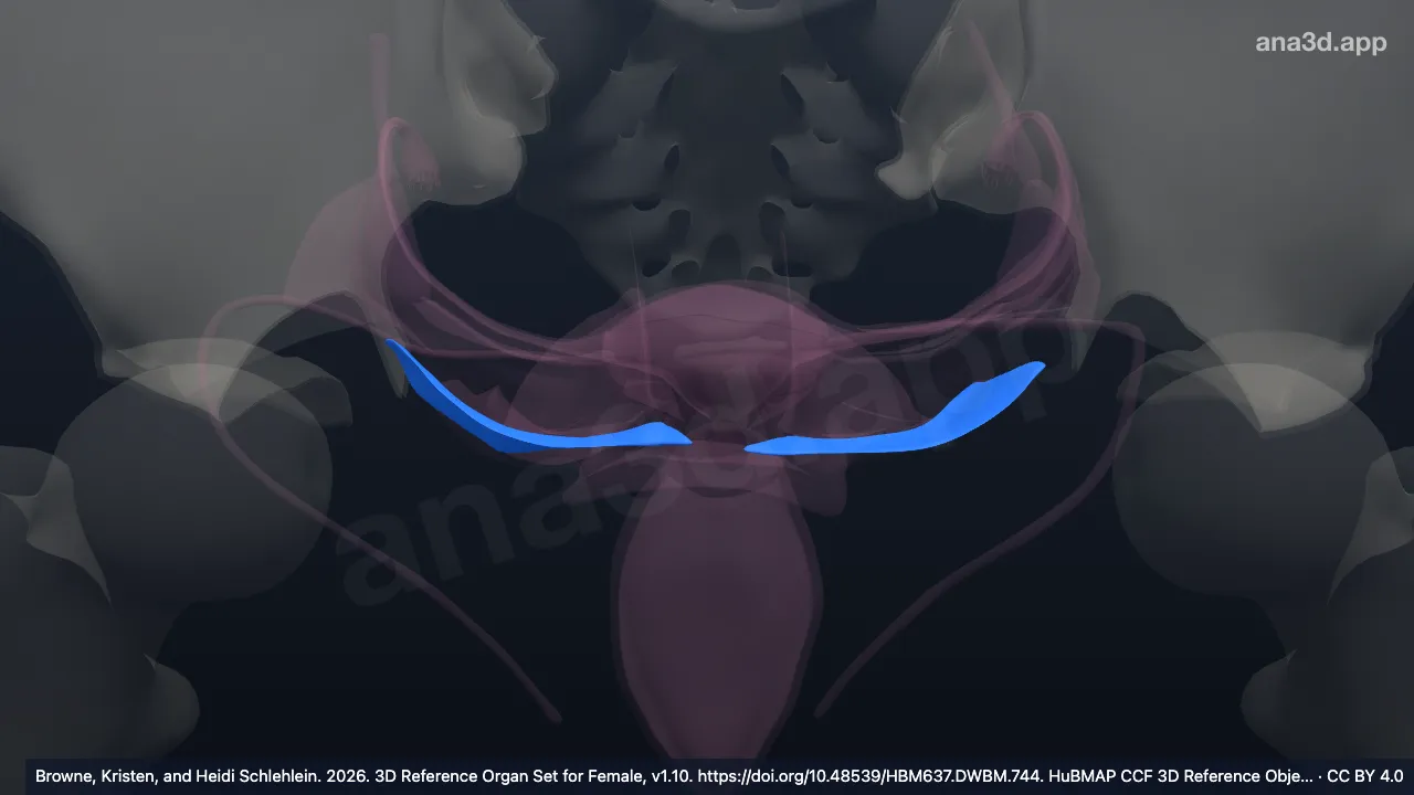3D-Modell: Ligamentum cardinale