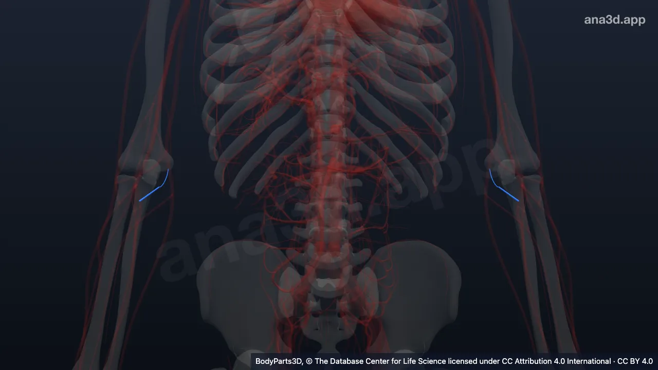 Modelo 3D: Arteria recurrente ulnar