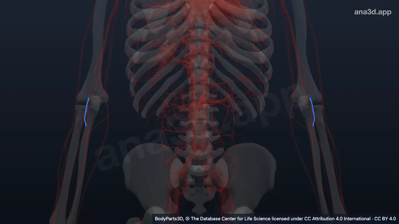 Modelo 3D: arteria interósea recurrente