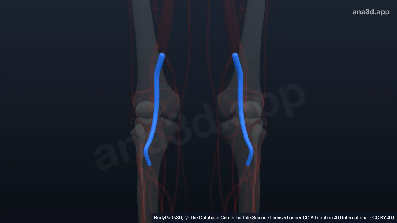 3D model: popliteal artery