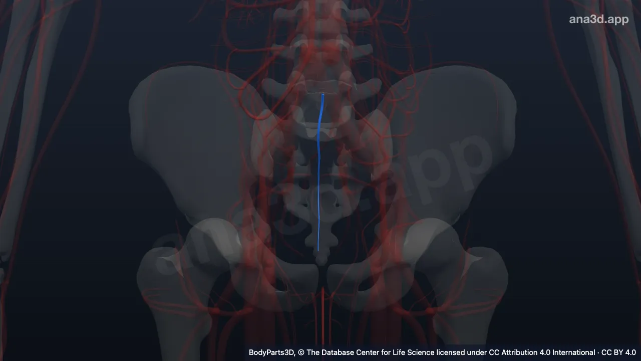 Model 3D: Vena sakralis mediana
