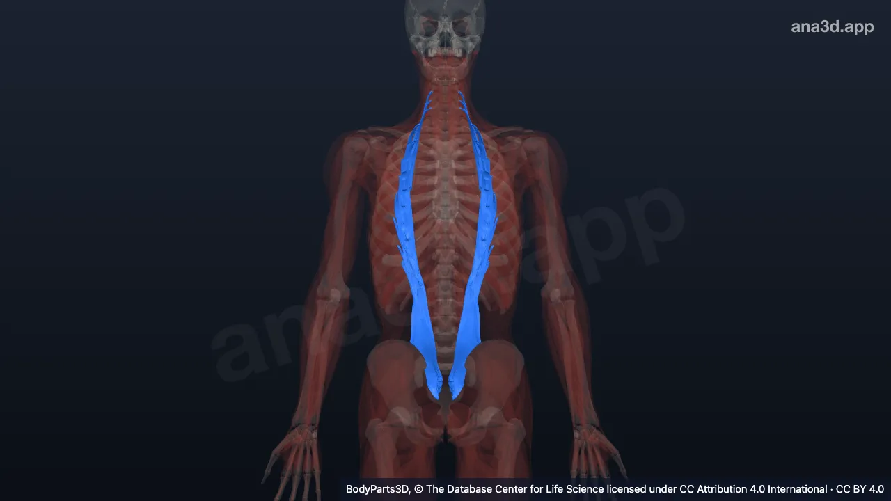 Modèle 3D : muscle ilio-costal