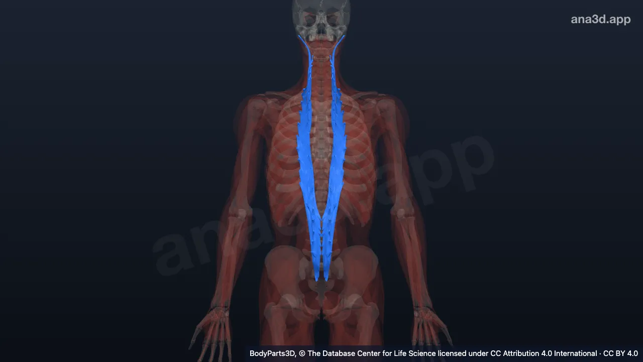 Mô hình 3D: Cơ dài nhất