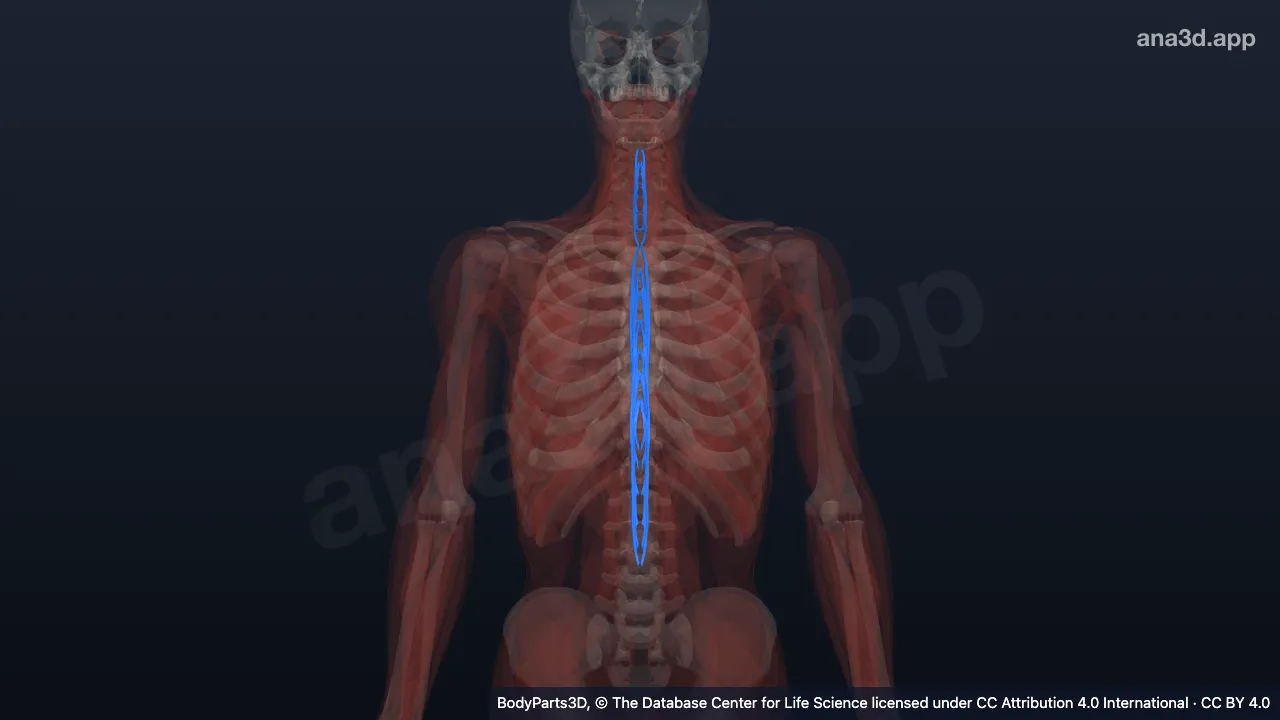 3D model: spinalis