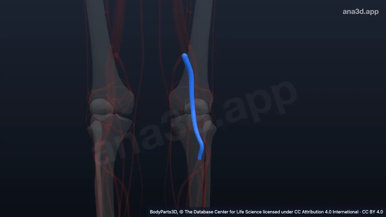 3D model: left popliteal artery