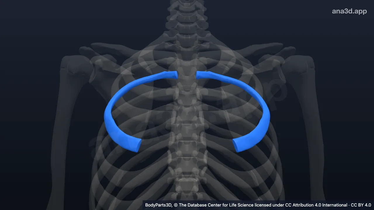 3D model: fourth rib