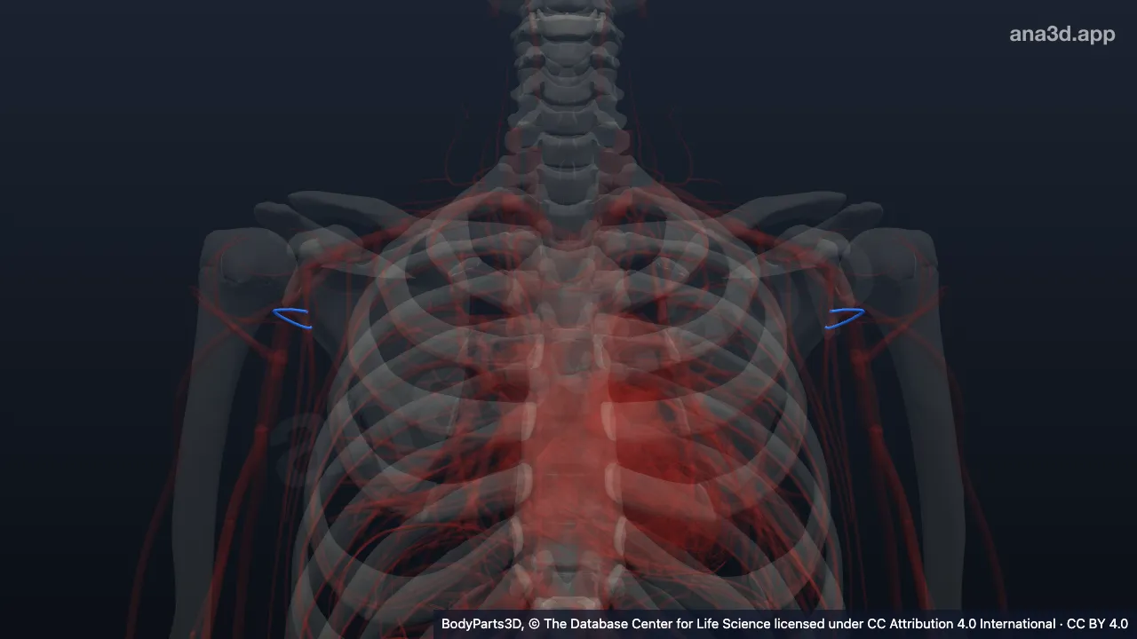 3D model: circumflex scapular vein