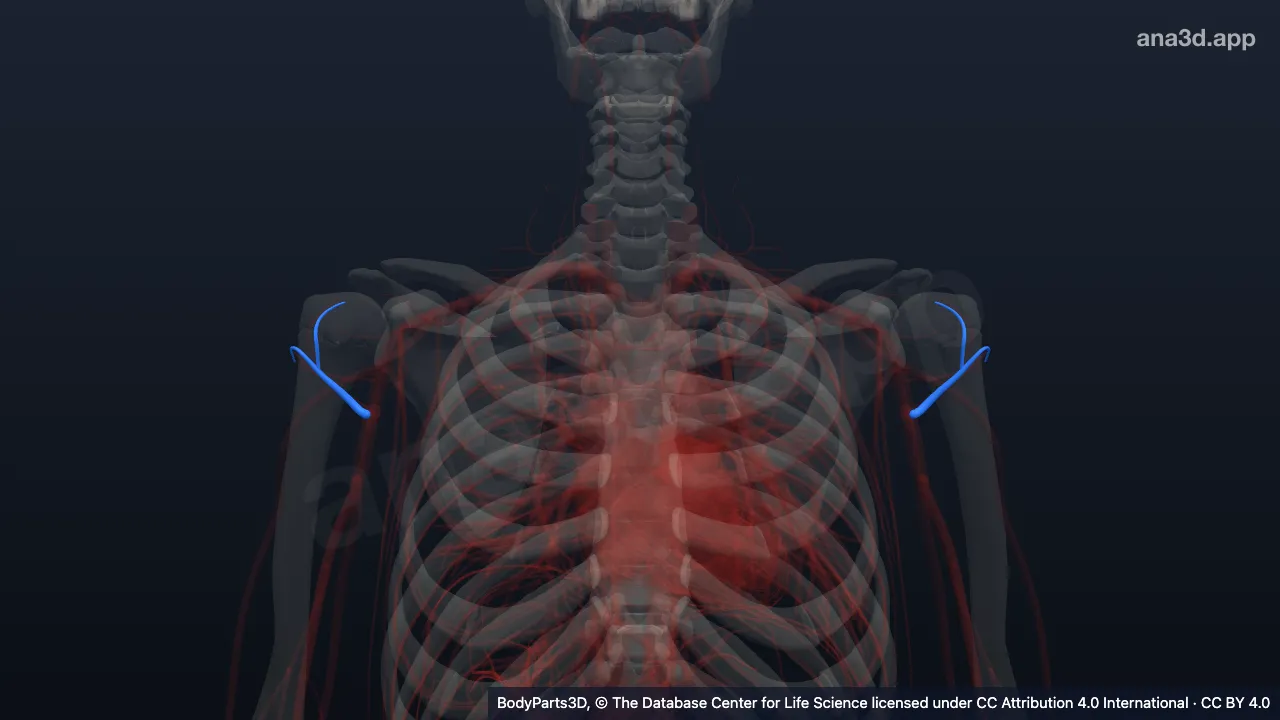 3D-Modell: Vena circumflexa humeri anterior