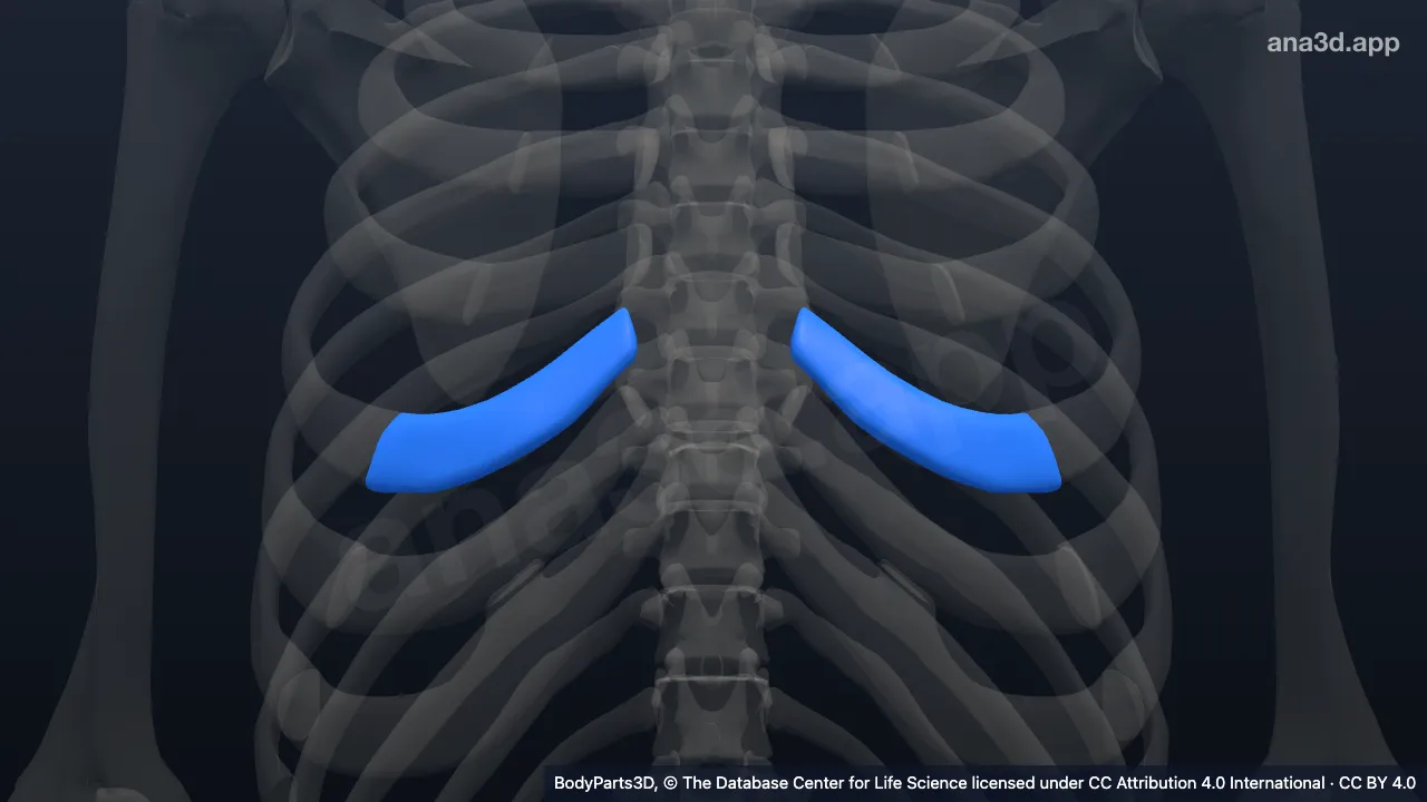 3D model: fifth costal cartilage