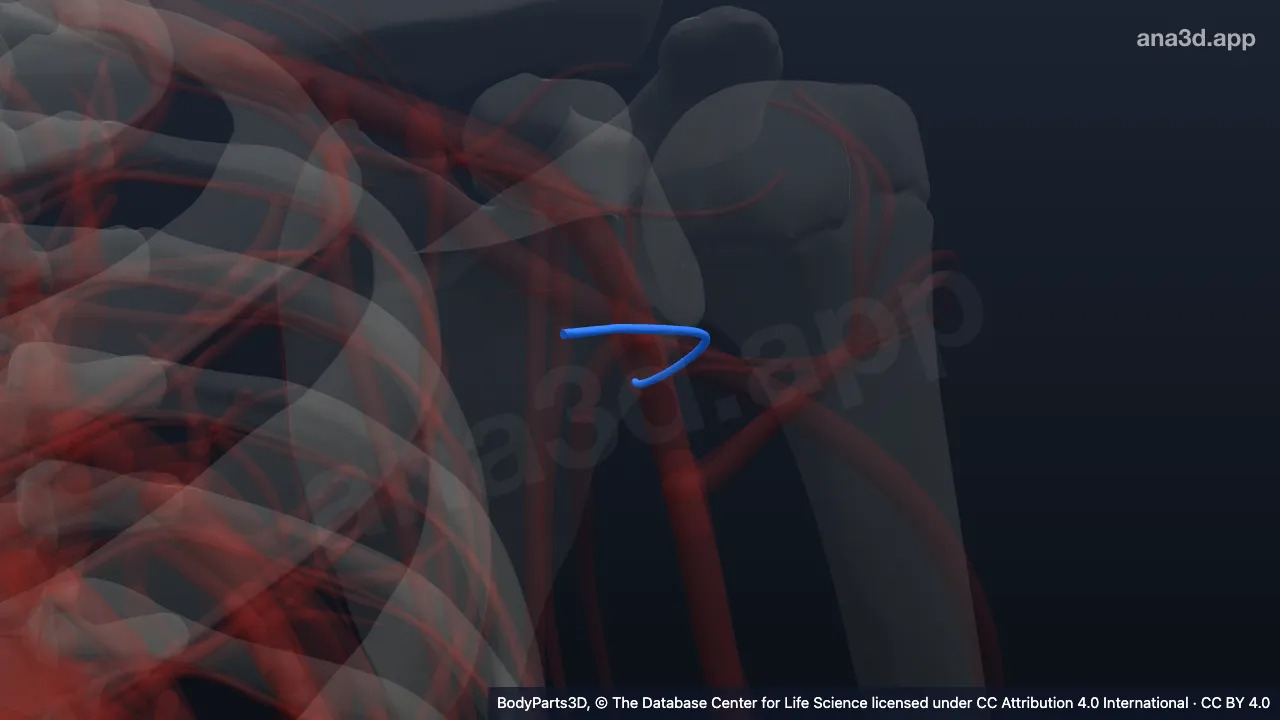 3D model: left circumflex scapular vein